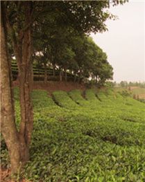 ��Ʒ����