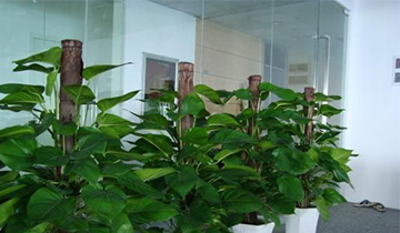 绿植基地