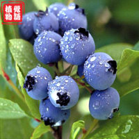 ֲ ݮ硿ݮ Ե辰ˮ ̨ͥԺֲ   꾫ѡ