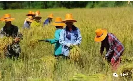 柬埔寨农业
