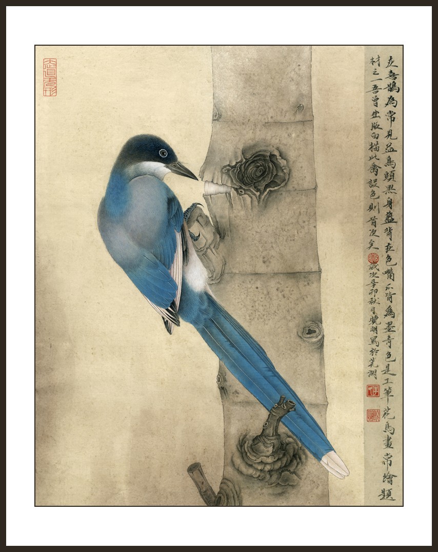 李晓明-灰喜鹊.mj1800.jpg