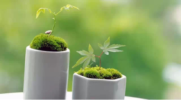 1477868507864290.jpeg pinzhi.jpeg