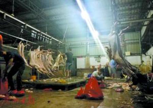 1478415916330786.jpg 屠宰场内景.jpg