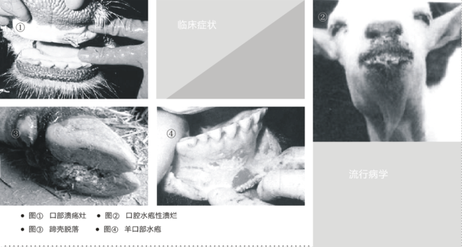 牛羊口蹄疫