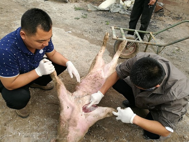 1472107450237547.jpg 杜老板与赵经理一起解剖病死猪.jpg