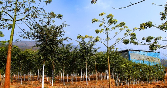 植物种植基地.jpg