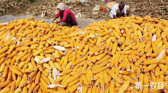 2016年全国粮食产量情况:播种面积同比减少0.3%