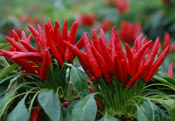 辣椒价格 辣翻天