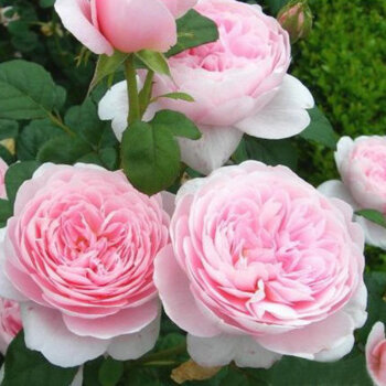 风立克 欧月瑞典女王月季花苗 花色柔美藤本月季花苗 清香型 多花蔷薇