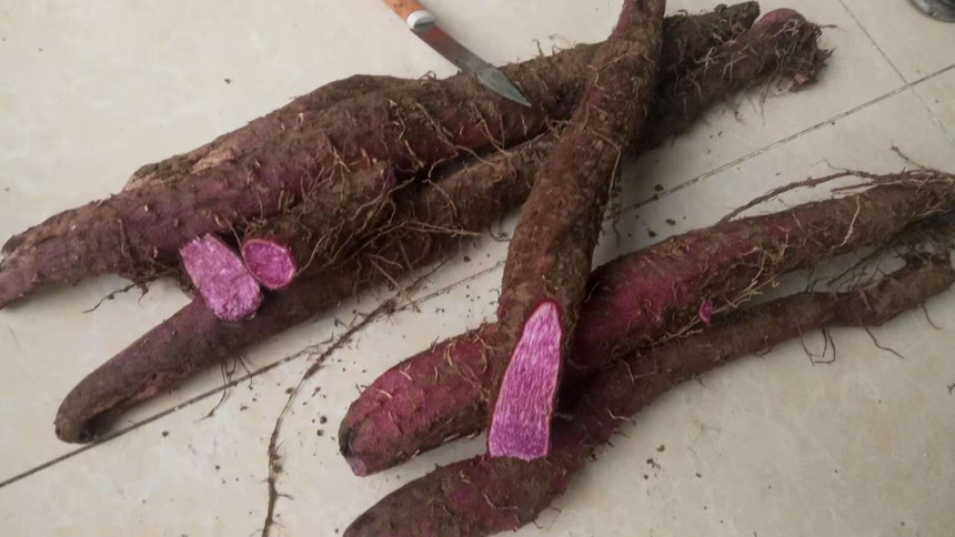 史载 山药原名薯蓣,唐代宗名李预,因避讳改为薯药;北宋时因避宋英宗