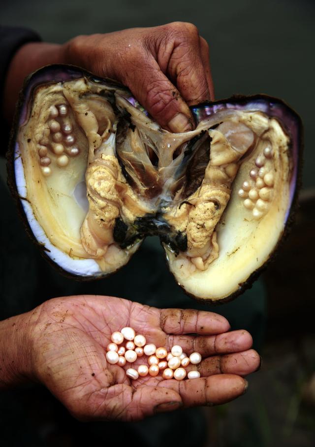 活蚌取珍珠价格便宜,取出的珍珠是真的吗?_中国翡翠玉石网