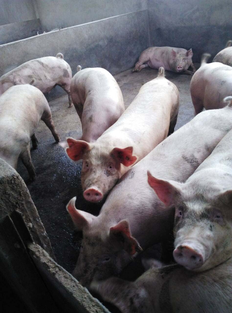 天恩猪场使用后猪儿长势好.jpg