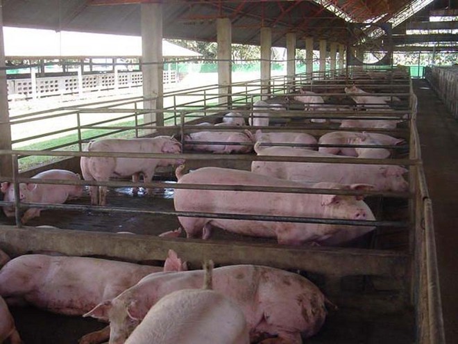 保山隆阳区大型养猪场图片