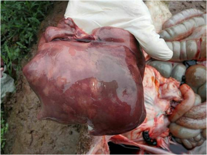 猪腹股沟管图片