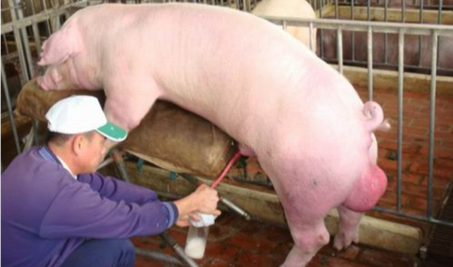 猪的人工授精操作规程你会了吗?